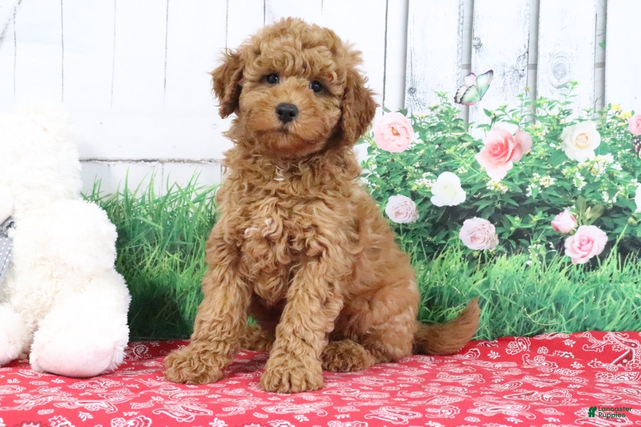 Mini Goldendoodle dogs Zachary - Ad 2