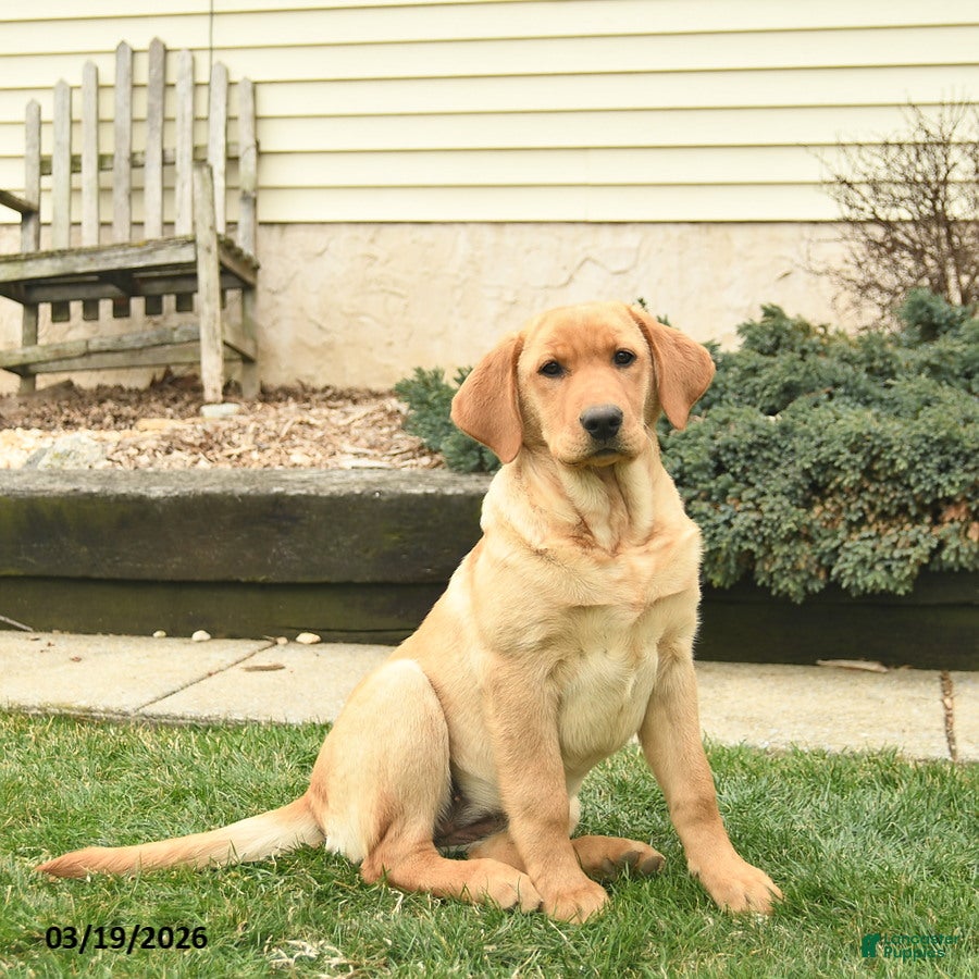 Labrador Retriever dogs Ria  - Ad 2