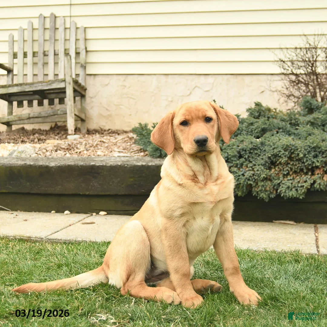 Labrador Retriever dogs for sale: Ria  - Ad 2