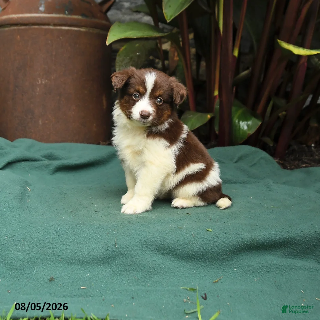 Miniature Australian Shepherd dogs for sale: Sadie - Ad 1
