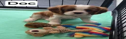 Cavalier King Charles Spaniel dogs for sale: Cavalier King Charles Spaniel 2 - Ad 2