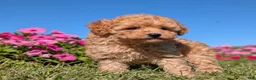Toy Poodle dogs for sale: Toy Poodle 4 - Ad 4