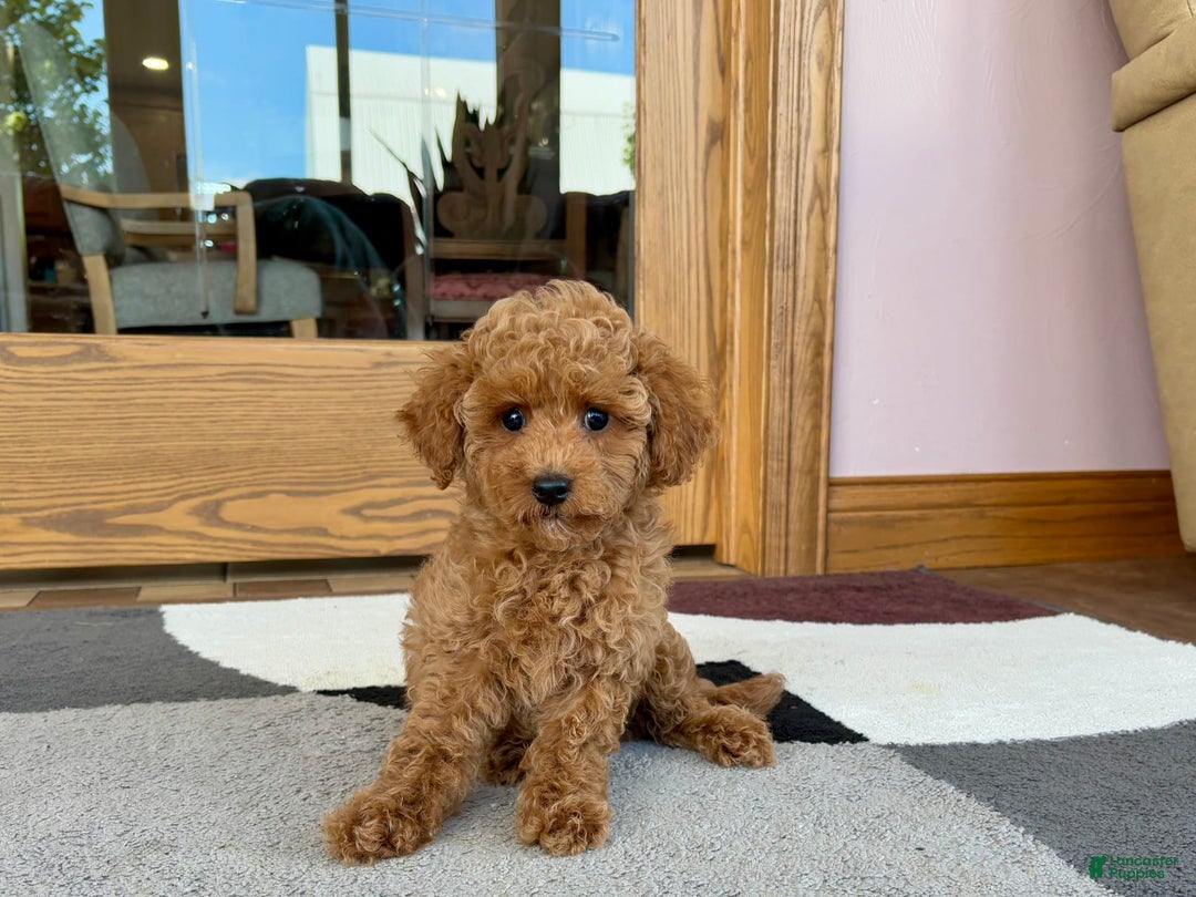 Cockapoo dogs for sale: Terrance - Ad 3