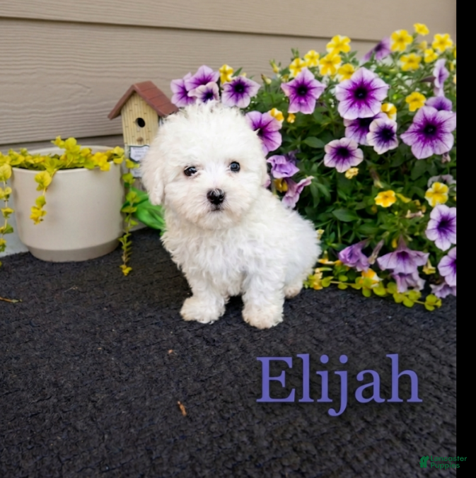 Bichon Frise dogs Bichon Frise Puppy 1 - Ad 3