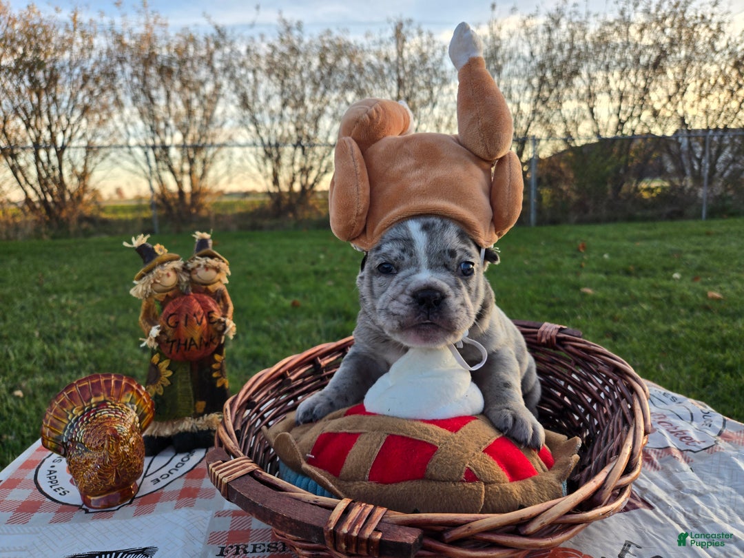 French Bulldog dogs for sale: Faith - Ad 8