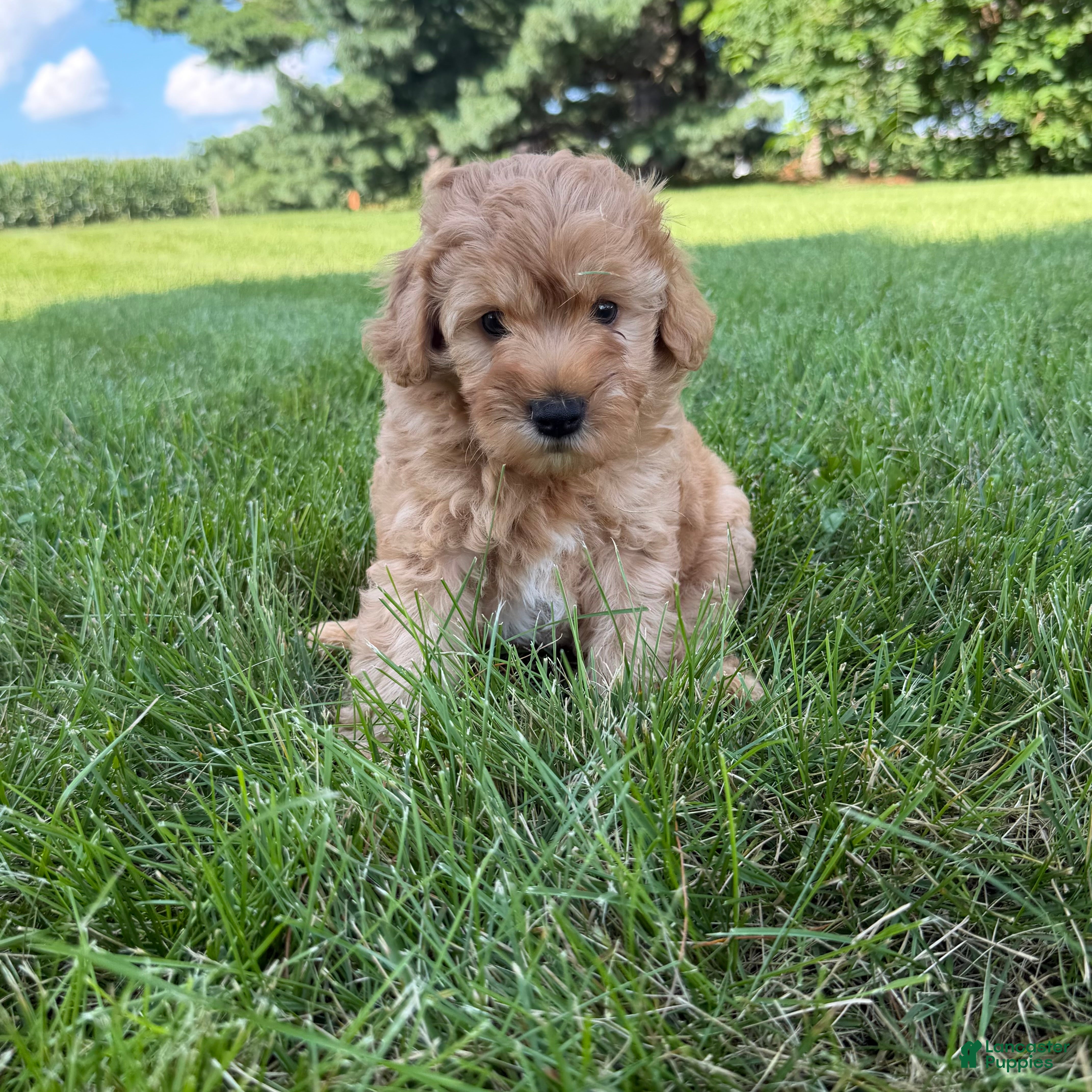 Mini Goldendoodle dogs Jazz Mini Goldendoodle  - Ad 1