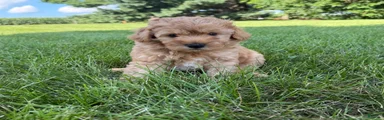 Jazz Mini Goldendoodle 