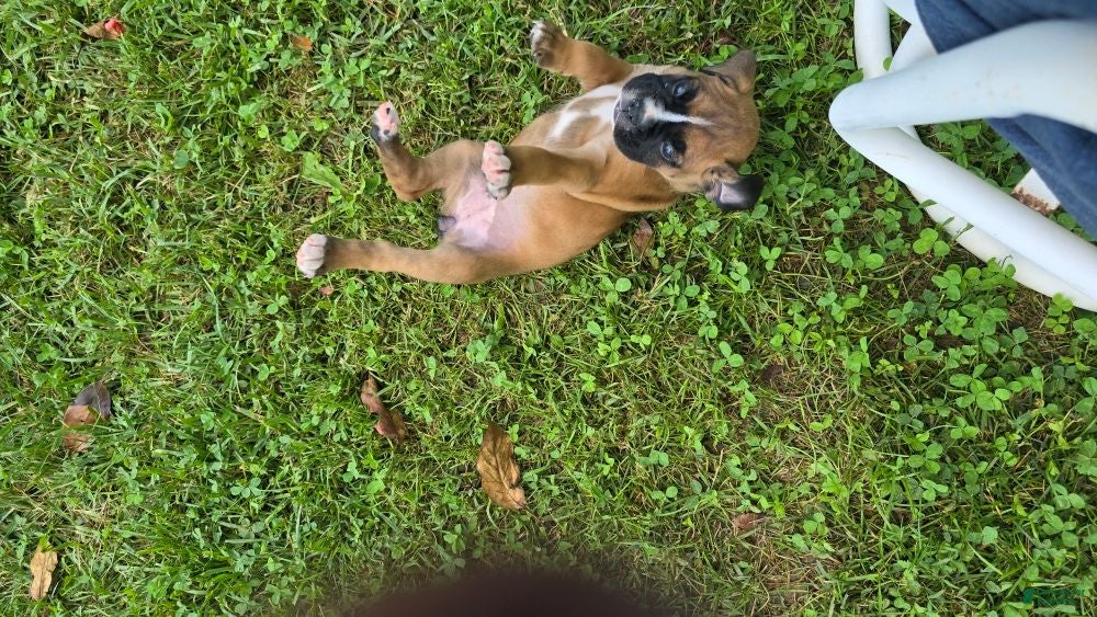 Boxer dogs Twinny - Ad 2