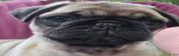 Pug dogs for sale: Bo - Ad 8