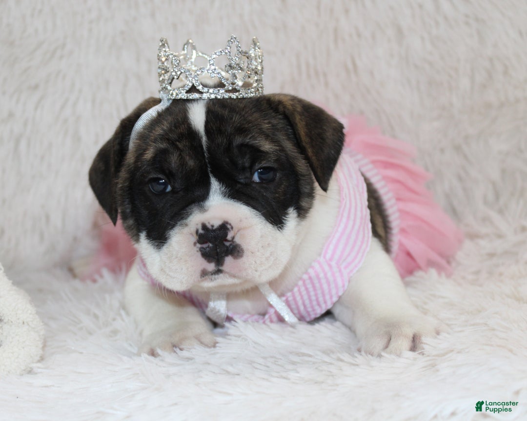 English Bulldog dogs for sale: Riley - Ad 1