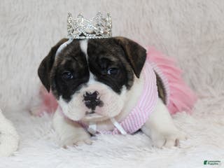 English Bulldog dogs Riley - Ad 35