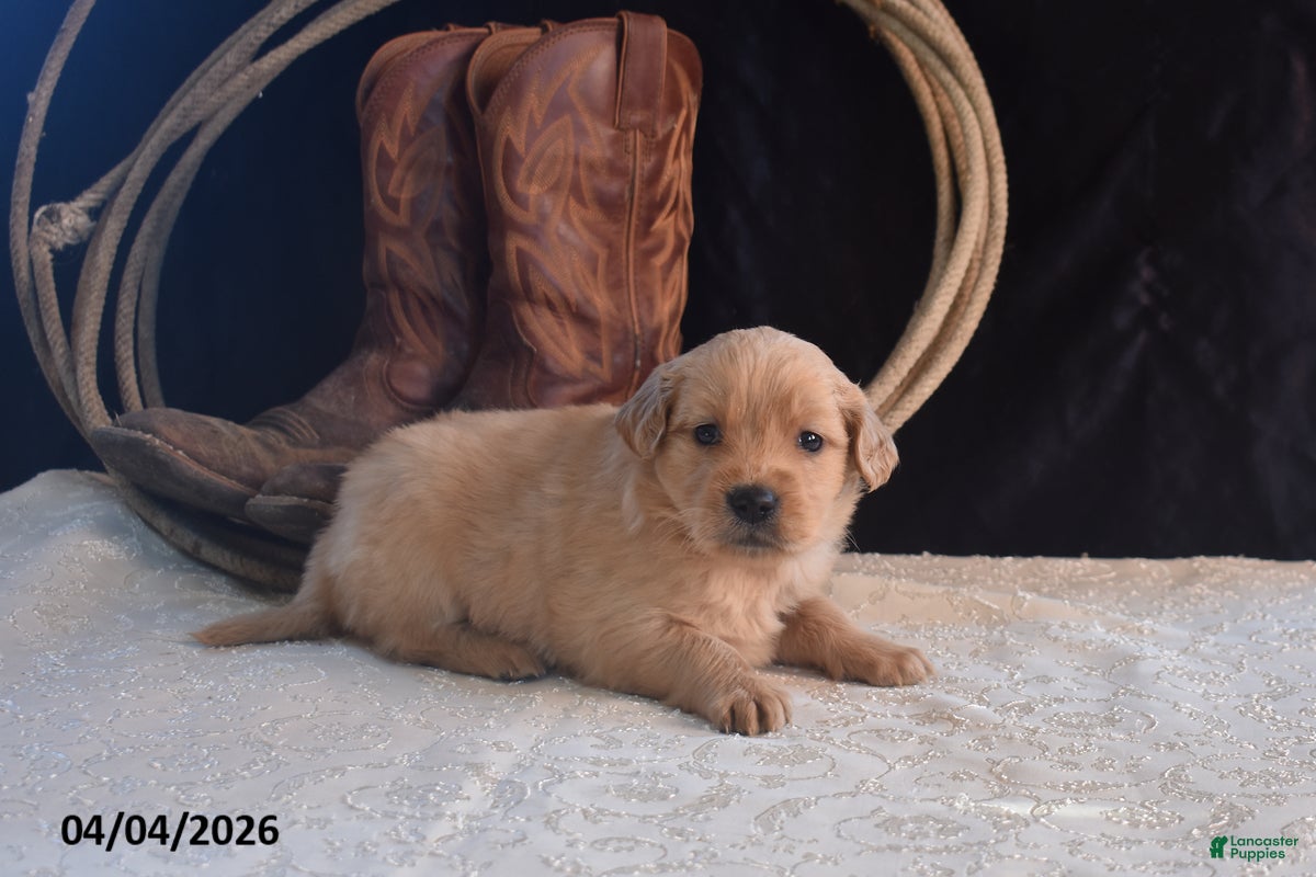 Golden Retriever dogs Kelsy - Ad 2