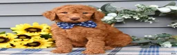 Standard Poodle dogs for sale: Richie  - Ad 9