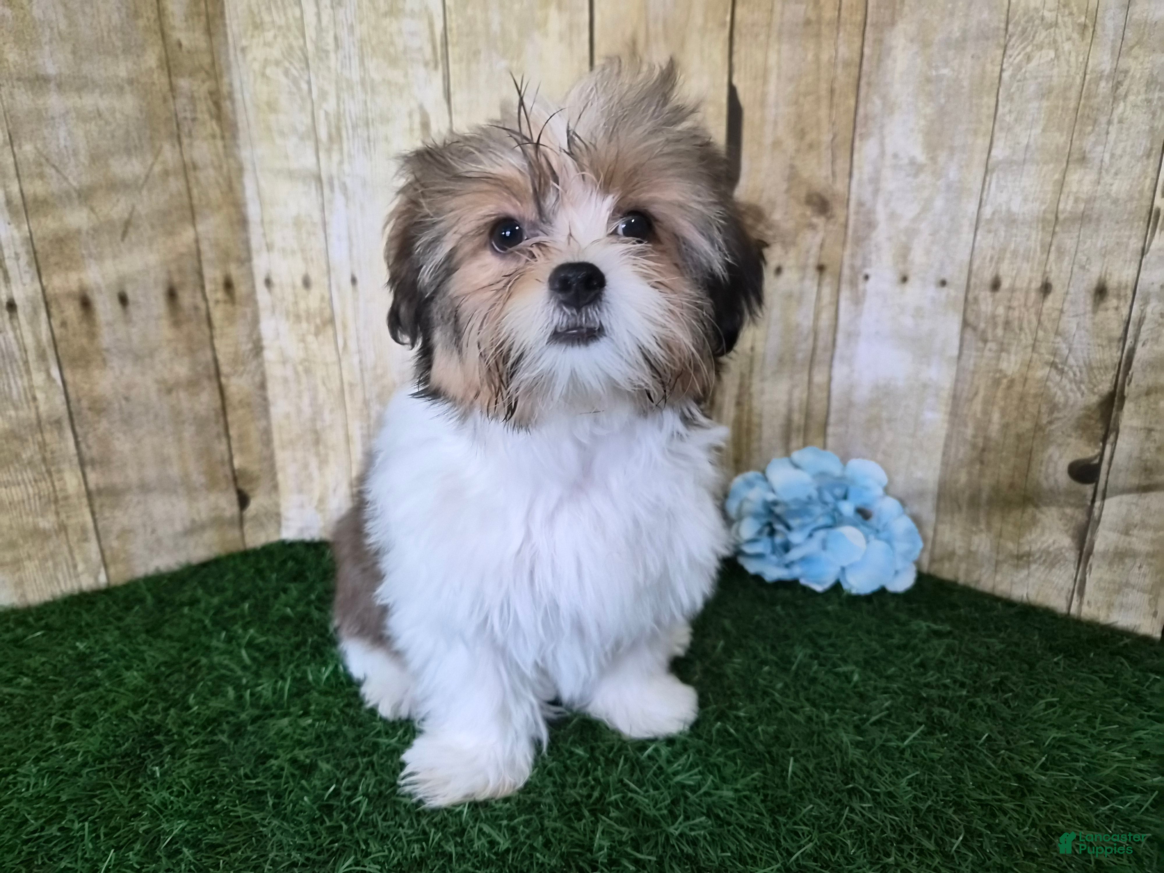 Shorkie dogs Cash - Ad 2