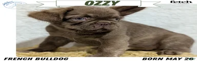Ozzy