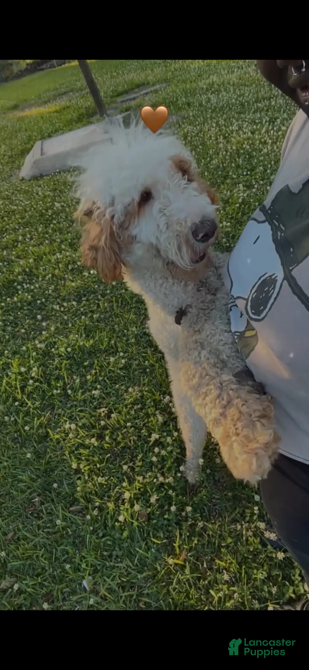 Goldendoodle dogs for sale: Goldendoodle Puppy 1 - Ad 1