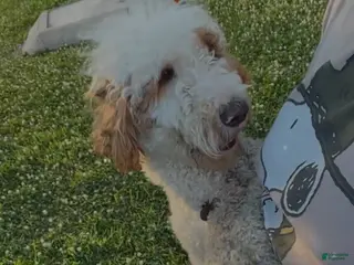 Goldendoodle dogs Goldendoodle Puppy 1 - Ad 14