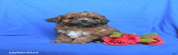 Shihpoo dogs for sale: Skippy - Ad 3
