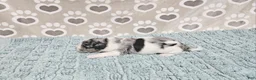 Mini Bernedoodle dogs for sale: F1b Dolly - Ad 2