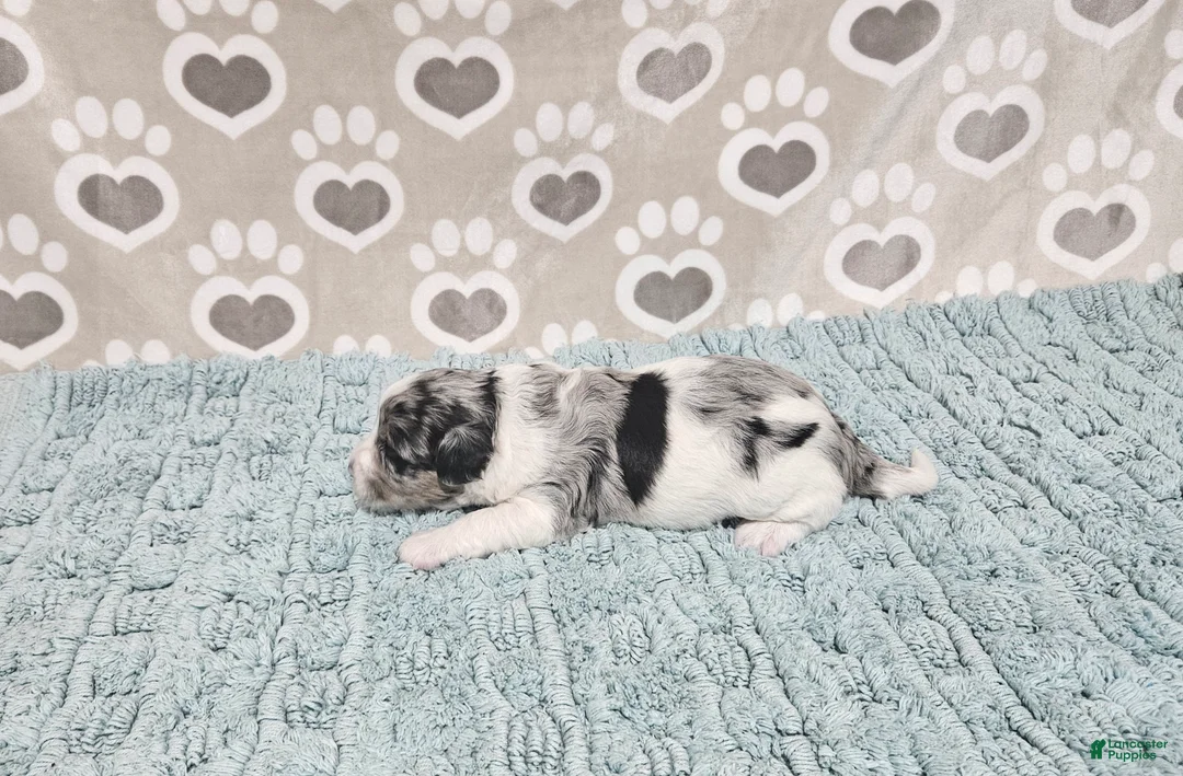 Mini Bernedoodle dogs for sale: F1b Dolly - Ad 2