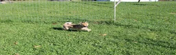 Shiba Inu dogs for sale: Chili - Ad 7