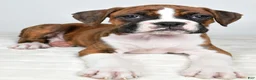 Boxer dogs for sale: Dinah - Ad 8