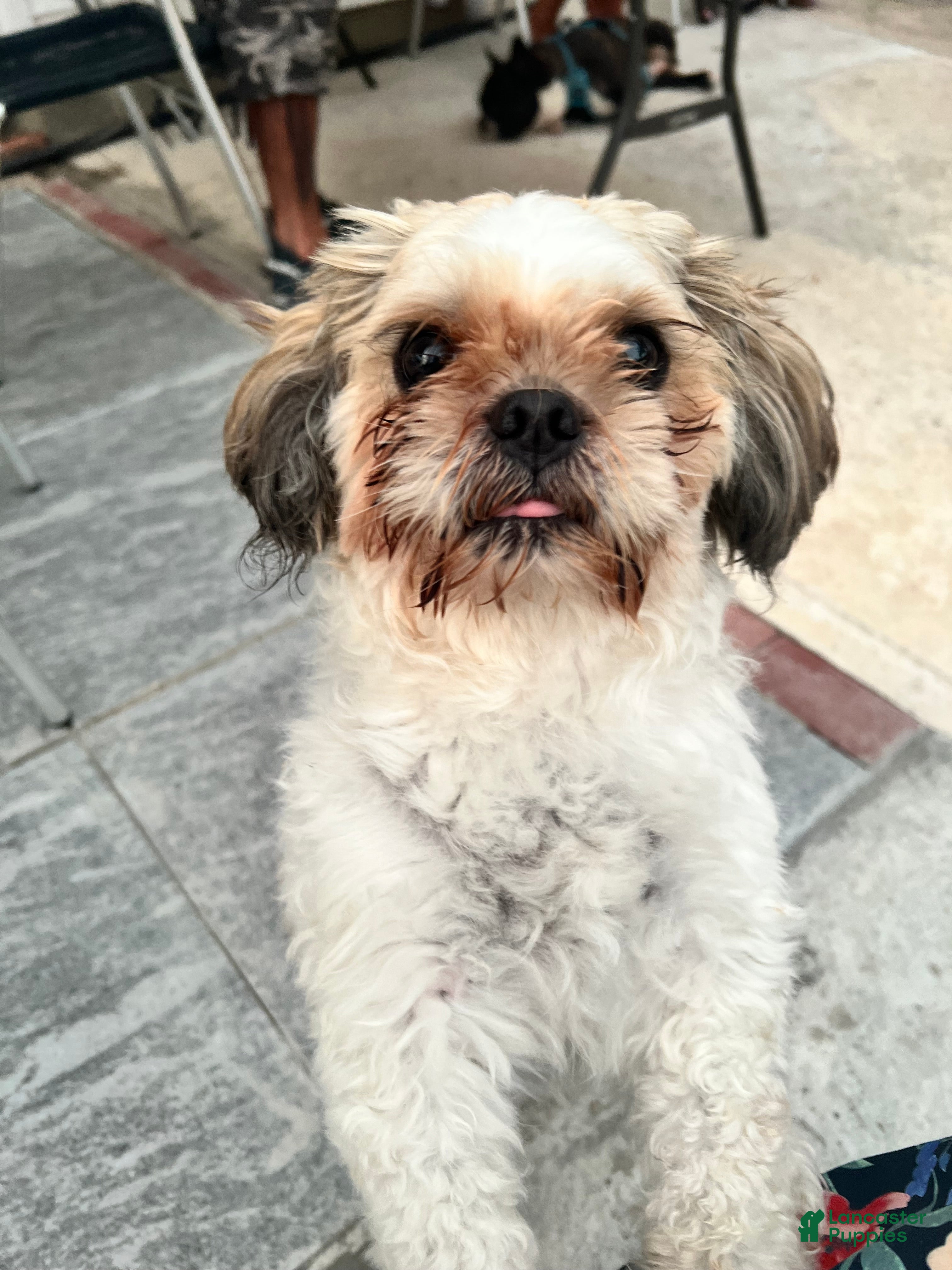 Shih Tzu dogs Panda - Ad 1
