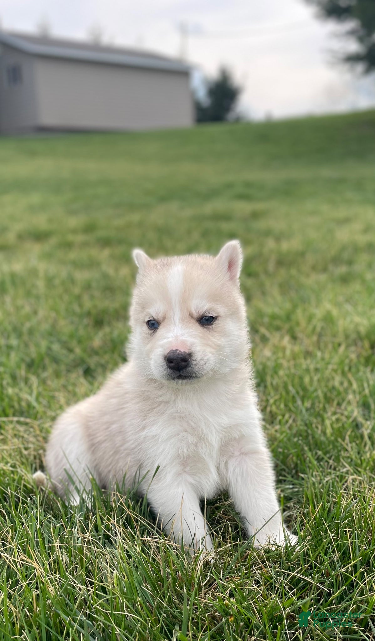 Gerberian Shepsky dogs Oliver  - Ad 1