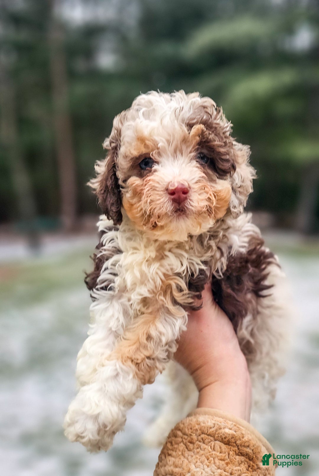Miniature Poodle dogs for sale: Molly - Ad 4