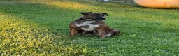 Boxer dogs for sale: Rascal Boxer mix - Ad 7