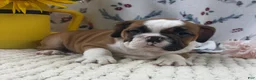 English Bulldog dogs for sale: Laina  - Ad 5