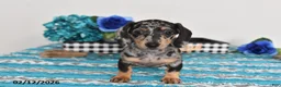 Miniature Dachshund dogs for sale: Fiona - Ad 4