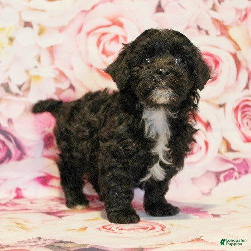 Cavapoo dogs Denver - Ad 2