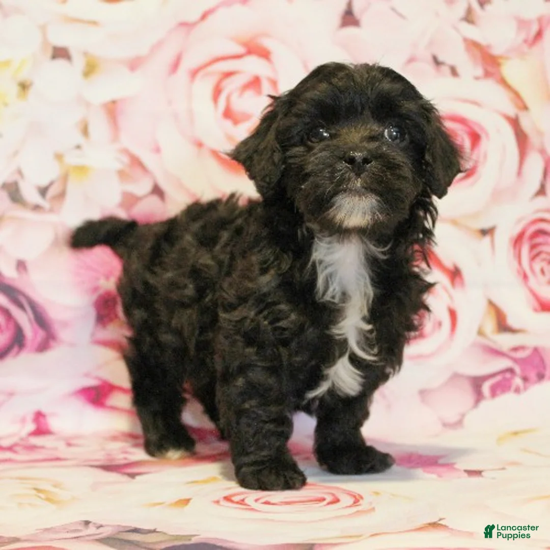 Cavapoo dogs for sale: Denver - Ad 2