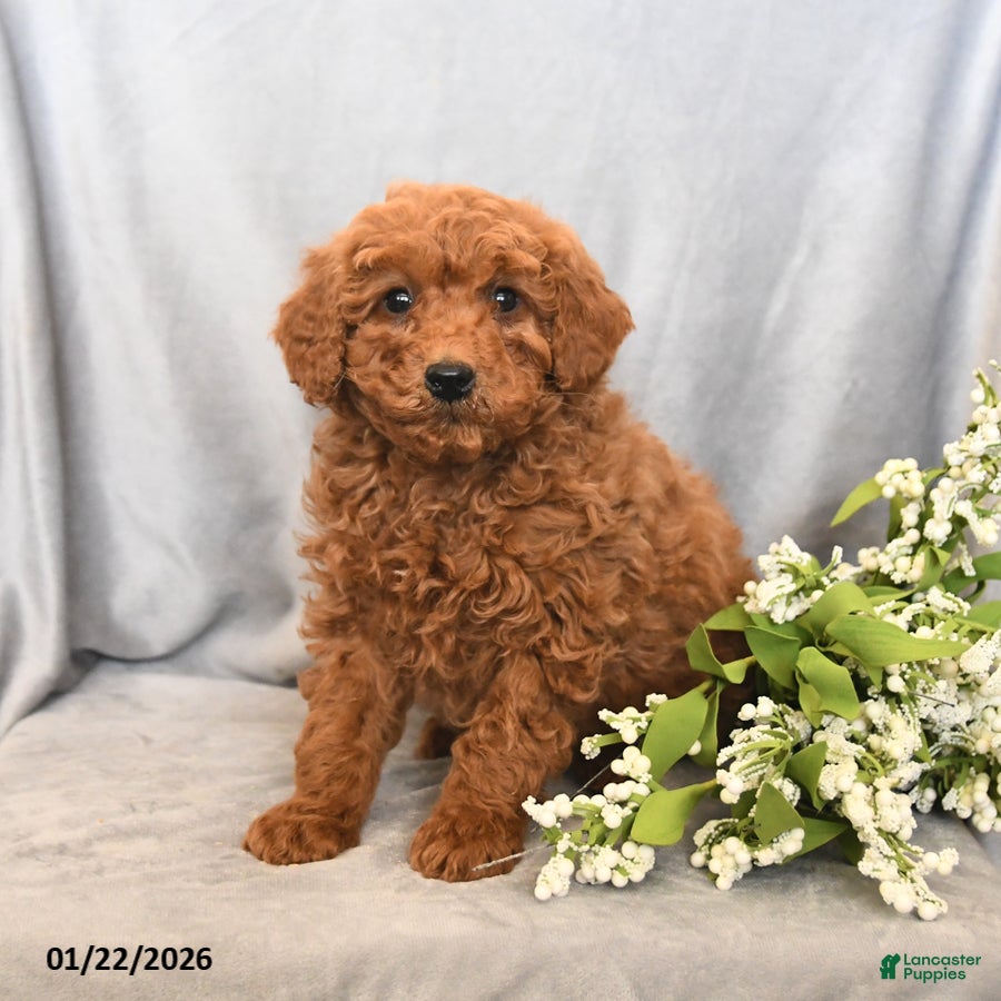 Mini Goldendoodle dogs Jack  - Ad 2