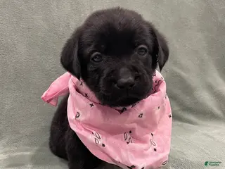 Labrador Retriever dogs for sale: Labrador Retriever Collar Pink - Ad 1