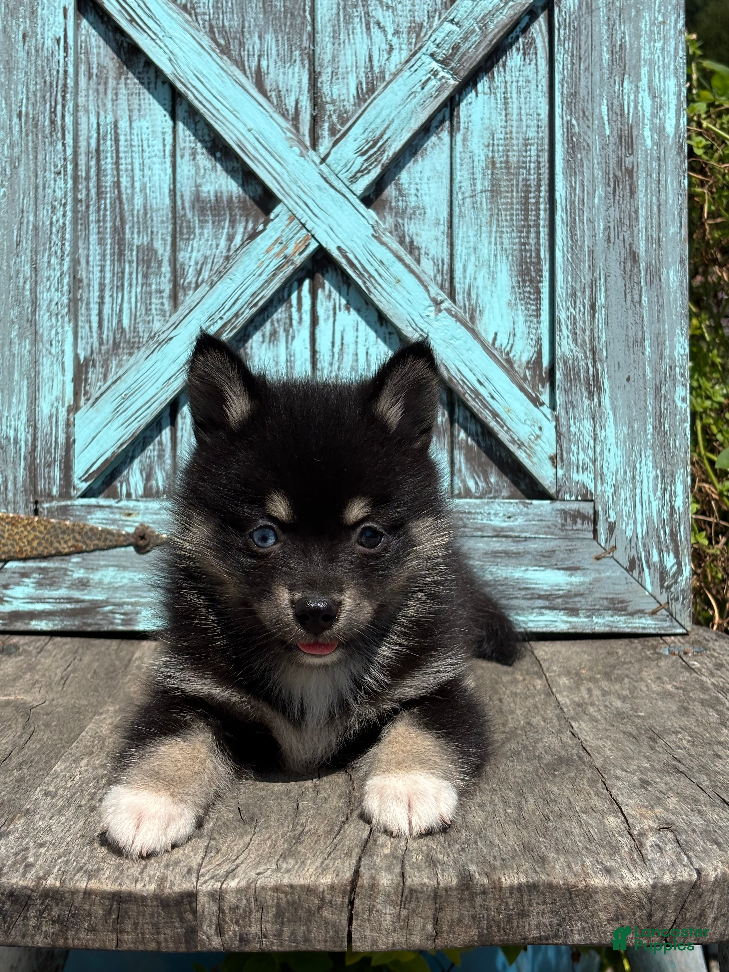Pomsky dogs Gloria - Ad 2