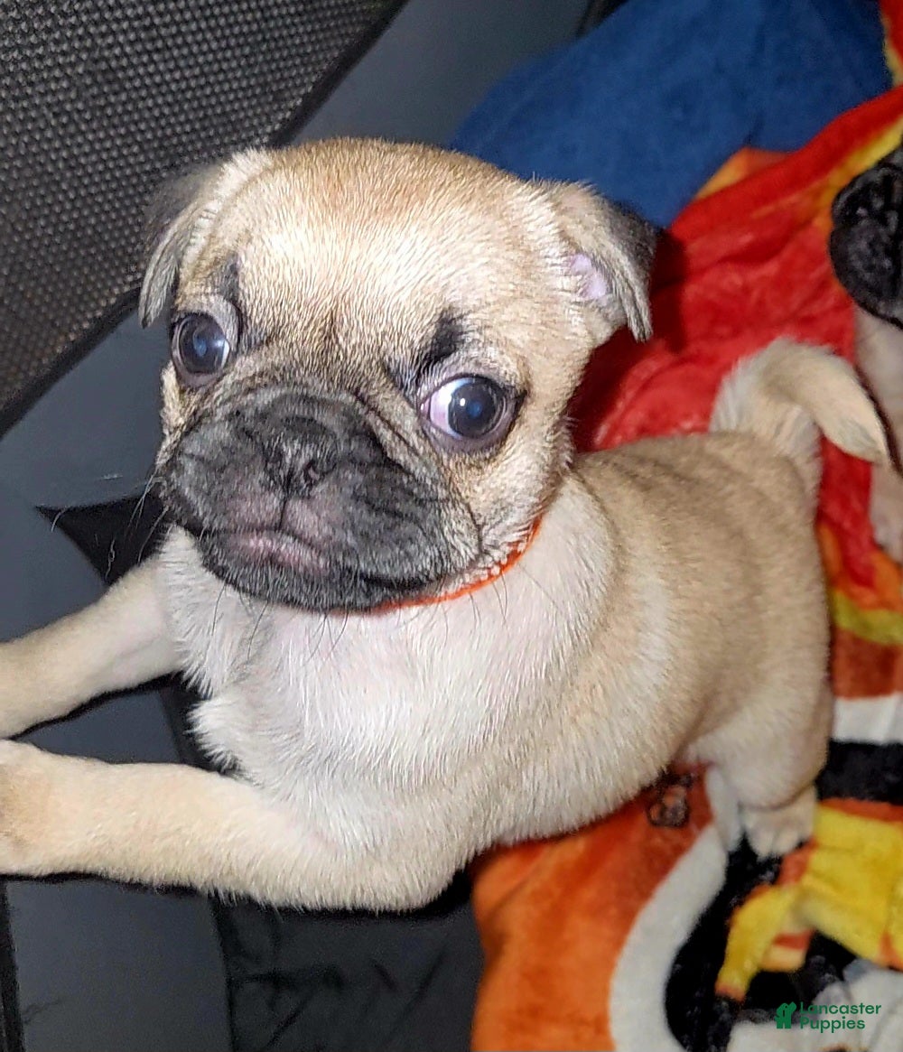 Pug dogs Orange - Ad 1