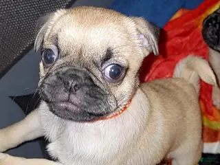 Pug dogs Orange - Ad 1