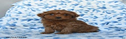 Cavapoo dogs for sale: Chloe - Ad 1