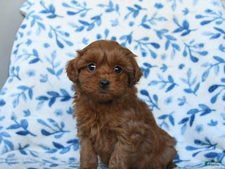 Cavapoo dogs Chloe - Ad 10