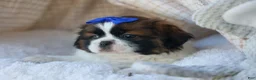 Shih Tzu dogs for sale: REX - Ad 7