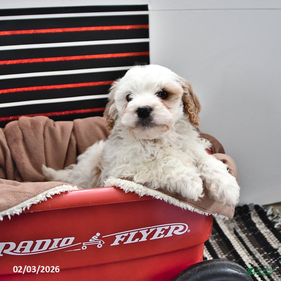 Cavapoo dogs for sale: Sunny  - Ad 4