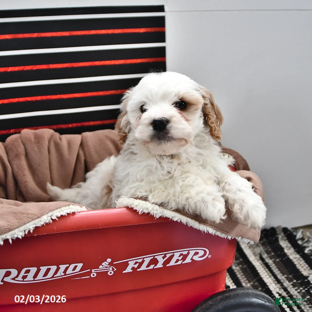 Cavapoo dogs for sale: Sunny  - Ad 1