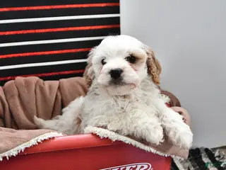 Cavapoo dogs for sale: Sunny - Ad 4