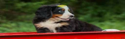 Bernese Mountain Dog dogs for sale: SAMSON - Ad 3