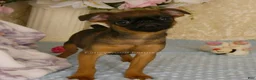 Brussels Griffon dogs for sale: Otis - Ad 5