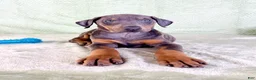 Doberman Pinscher dogs for sale: AKC Iris - Ad 4