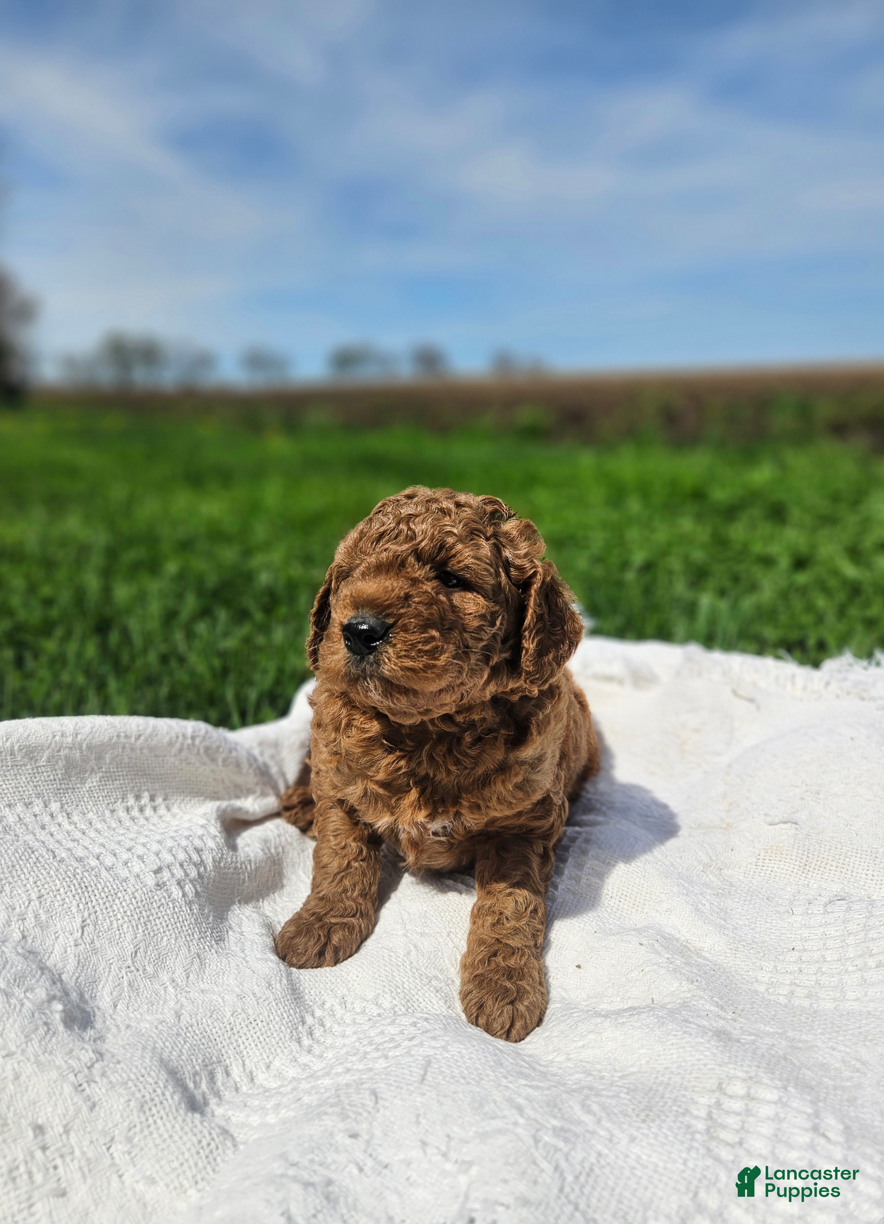 Mini Goldendoodle dogs Brady - Ad 2