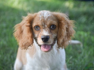 Cockalier dogs Randy - Ad 2